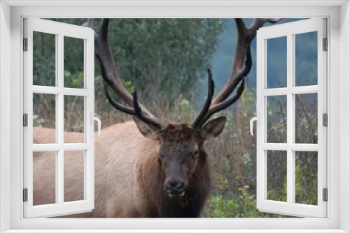 Fototapeta Naklejka Na Ścianę Okno 3D - Majestic Rocky Mountain Bull Elk Clearfield County PA During Fall Autumn Rut Breeding Season