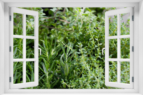 Fototapeta Naklejka Na Ścianę Okno 3D - Fresh herbs in the garden