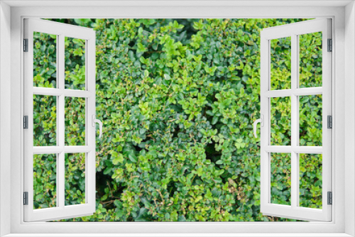 Fototapeta Naklejka Na Ścianę Okno 3D - Green leaf in garden, leaf background