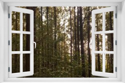 Fototapeta Naklejka Na Ścianę Okno 3D - 메타세콰이어숲의 촘촘한 수직의 나무기둥들의 배경화