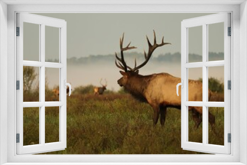 Fototapeta Naklejka Na Ścianę Okno 3D - Rocky Mountain Elk Bull Rut Keeping an Eye on Competition 