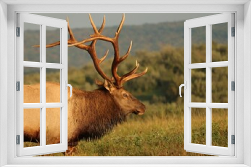 Fototapeta Naklejka Na Ścianę Okno 3D - Regal Majestic Mountain Morning Rocky Mountain Elk Bull 