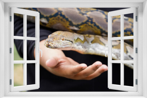 Fototapeta Naklejka Na Ścianę Okno 3D - snake charmer holding a python