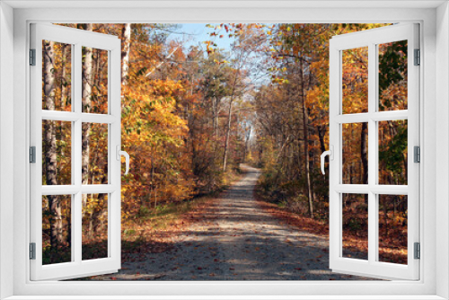 Fototapeta Naklejka Na Ścianę Okno 3D - Fall Forest Colors Along Country Roads