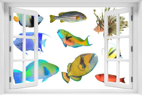 Fototapeta Naklejka Na Ścianę Okno 3D - Collection of Tropical Reef Fish isolated on white background