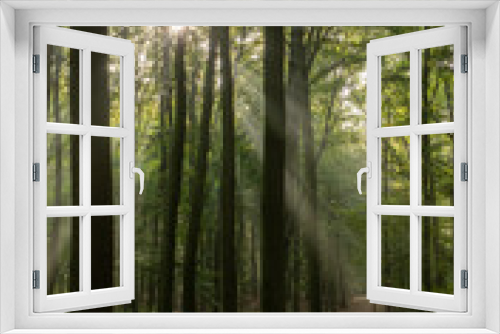 Fototapeta Naklejka Na Ścianę Okno 3D - Nebeliger Wald mit Sonnenstrahlen Hülser Berg Krefeld