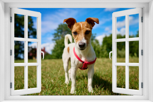Fototapeta Naklejka Na Ścianę Okno 3D - Dog walking on lawn with green grass on summer day. Active pet outdoors. Cute Jack Russell terrier portrait