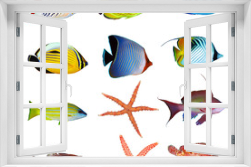 Fototapeta Naklejka Na Ścianę Okno 3D - Tropical fish collection