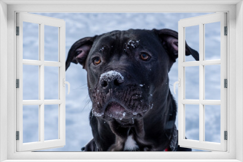 Fototapeta Naklejka Na Ścianę Okno 3D -  Dog in winter