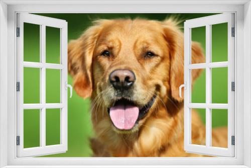 Fototapeta Naklejka Na Ścianę Okno 3D - Golden retriever dog
