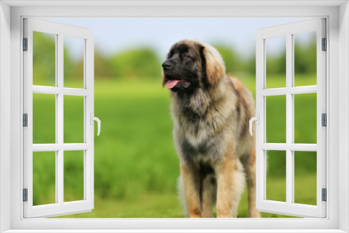 Fototapeta Naklejka Na Ścianę Okno 3D - Purebred Leonberger dog