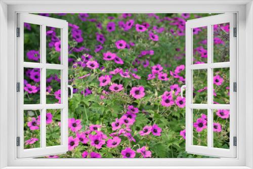 Fototapeta Naklejka Na Ścianę Okno 3D - Pink Hardy geranium cranesbill 'Giuseppii' in flower.