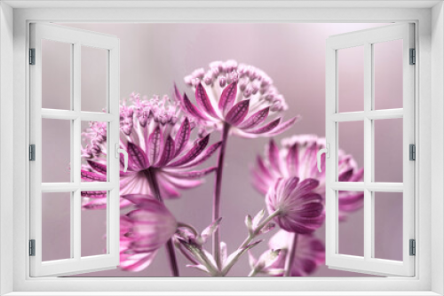Fototapeta Naklejka Na Ścianę Okno 3D - Fioletowe kwiaty Jarzmianki.