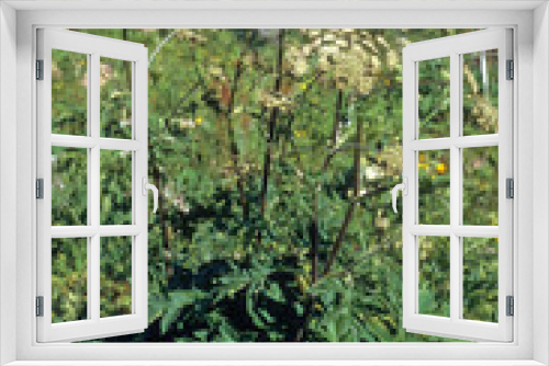Fototapeta Naklejka Na Ścianę Okno 3D - Heracleum sphondylium, Berce spondyle