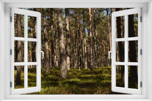 Fototapeta Naklejka Na Ścianę Okno 3D - Swedish trees in the forest, Sweden, pines