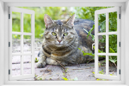 Fototapeta Naklejka Na Ścianę Okno 3D - Cat resting in the garden