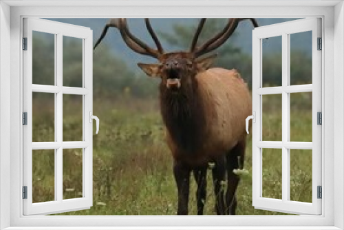 Fototapeta Naklejka Na Ścianę Okno 3D - Gorgeous Elk Bull Powerful Haunting Bugle During Rut l 