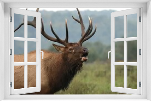 Fototapeta Naklejka Na Ścianę Okno 3D - Gorgeous Elk Bull Powerful Haunting Bugle During Rut l 