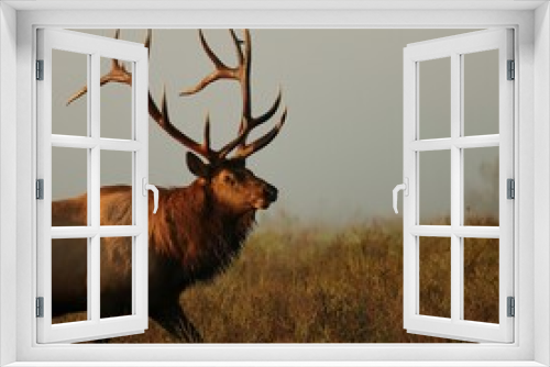 Fototapeta Naklejka Na Ścianę Okno 3D - Majestic Elk Bull Kissed By Golden Morning Light Polished Antler Tips
