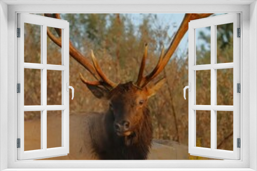 Fototapeta Naklejka Na Ścianę Okno 3D - Broken Antler Not Broken Spirit Elk Bull After a Major Rut Fight Battle