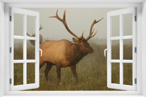 Fototapeta Naklejka Na Ścianę Okno 3D - Majestic Elk Bull Rut Scene