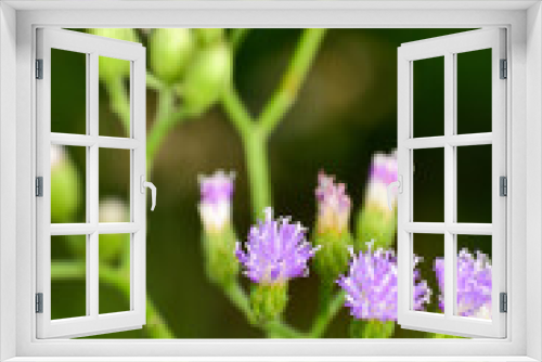 Fototapeta Naklejka Na Ścianę Okno 3D - Vernonia cinereaLess. The trunk has a crest and soft hairs. The flowers bloom at the end of the flowers and are purple. Older flowers are white. The seeds have long white hairs