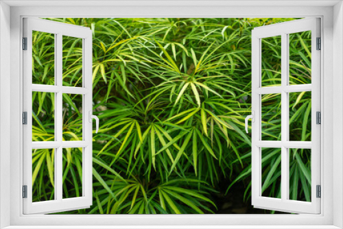 Fototapeta Naklejka Na Ścianę Okno 3D - a bunch of green leaves for the background