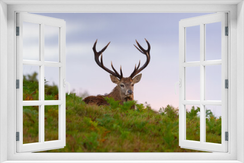 Fototapeta Naklejka Na Ścianę Okno 3D - Wild Red Deer (Cervus elaphus)