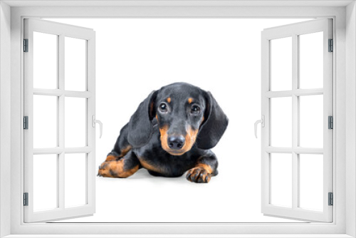 Fototapeta Naklejka Na Ścianę Okno 3D - Dachshund dog