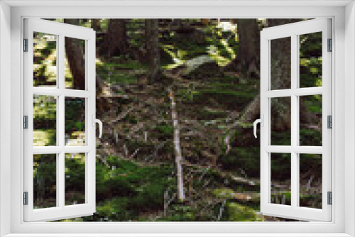 Fototapeta Naklejka Na Ścianę Okno 3D - top view of the tops of trees of coniferous forests in the Carpathians
