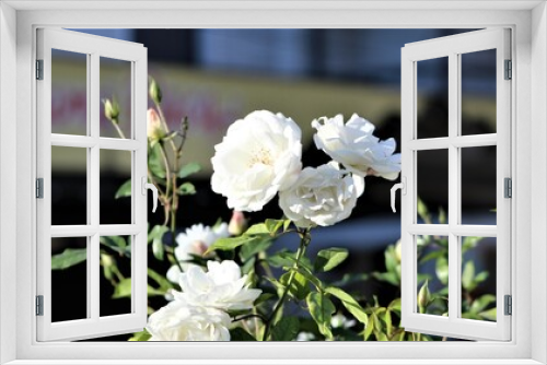 Fototapeta Naklejka Na Ścianę Okno 3D - white flowers