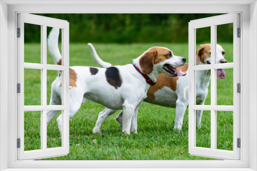 Fototapeta Naklejka Na Ścianę Okno 3D - Beagle