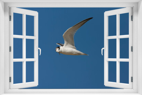 Fototapeta Naklejka Na Ścianę Okno 3D - Little Tern, Sternula albifrons