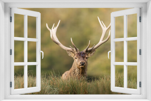 Fototapeta Naklejka Na Ścianę Okno 3D - A red deer walks in the forest