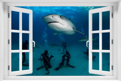 Fototapeta Naklejka Na Ścianę Okno 3D - tiger shark and divers