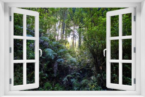 Fototapeta Naklejka Na Ścianę Okno 3D - Lush Sao Miguel forest in Azores