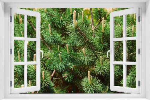 Fototapeta Naklejka Na Ścianę Okno 3D - Green pine and cones closeup