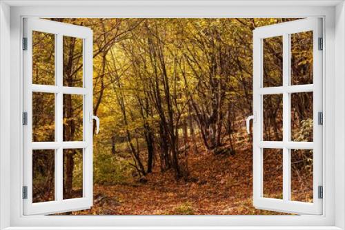 Fototapeta Naklejka Na Ścianę Okno 3D - Autumn in the woods