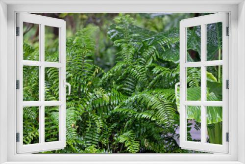 Fototapeta Naklejka Na Ścianę Okno 3D - Tropical ferns in the garden. Nature background.