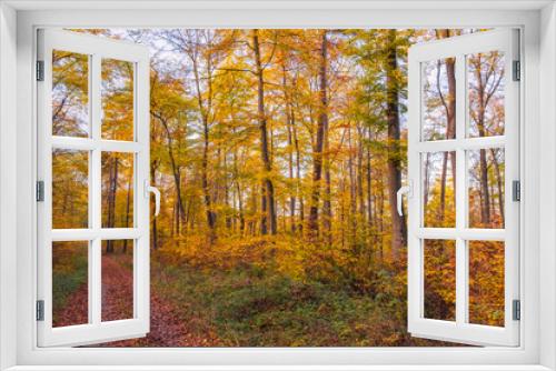 Fototapeta Naklejka Na Ścianę Okno 3D - Colorful autumn atmosphere in the deciduous forests in Taunus/Germany