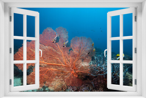 Fototapeta Naklejka Na Ścianę Okno 3D - Large Gorgonian sea fan underwater standing out on the coral reef with Coachman fish