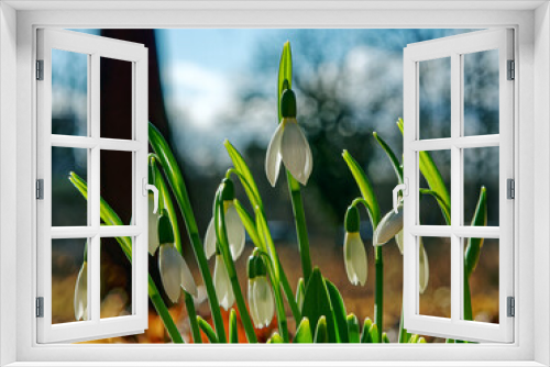 Fototapeta Naklejka Na Ścianę Okno 3D - spring snowdrop flowers