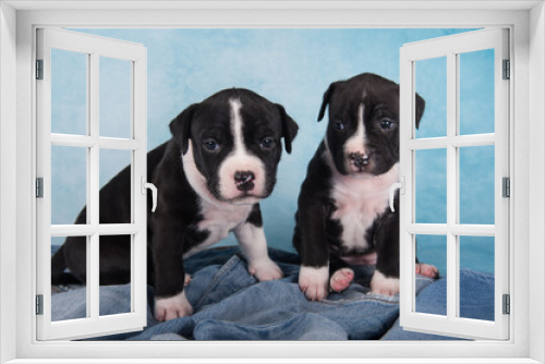 Fototapeta Naklejka Na Ścianę Okno 3D - Two cute American Staffordshire Terrier dogs or AmStaff puppies on blue background