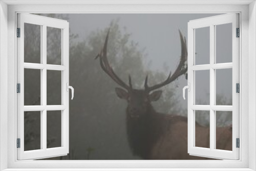 Fototapeta Naklejka Na Ścianę Okno 3D - Elk Bull Fall antlers Rut