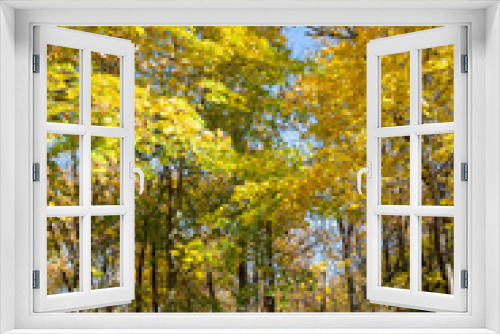 Fototapeta Naklejka Na Ścianę Okno 3D - Tree branches with bright yellow leaves against clear blue sky. Bright yellow maple leaves on sunny September day. Beautiful bright colors of autumn. Selective focus
