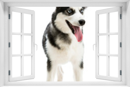 Fototapeta Naklejka Na Ścianę Okno 3D - Husky dog breed