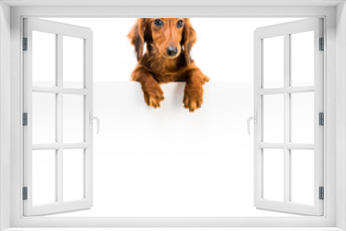 Fototapeta Naklejka Na Ścianę Okno 3D - red dog breed dachshund