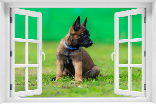 Fototapeta Naklejka Na Ścianę Okno 3D - Portrait of a Belgian Malinois puppy in a blue collar sitting on the grass