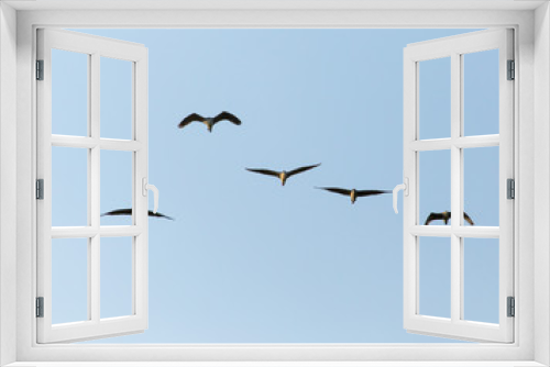 Fototapeta Naklejka Na Ścianę Okno 3D - A flock of birds in the blue sky