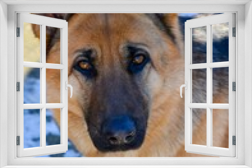 Fototapeta Naklejka Na Ścianę Okno 3D - Portrait of an East European Shepherd dog, female dog looks at the owner